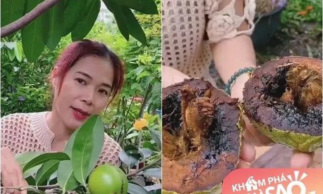 Vườn nhà Mỹ Lệ có loại quả ruột đen thui, vị giống sô-cô-la, 500.000 đồng/kg trồng vừa lấy quả ăn vừa làm cảnh