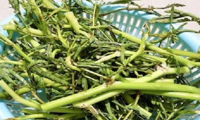 Loại rau này ở nước ta có rất nhiều, ngon và sạch lại rất tốt cho sức khỏe, tiếc là ít người biết ăn