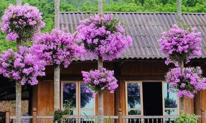 Ngôi nhà “gây bão” MXH với hàng cau có những bụi lan nở tím lịm trên thân