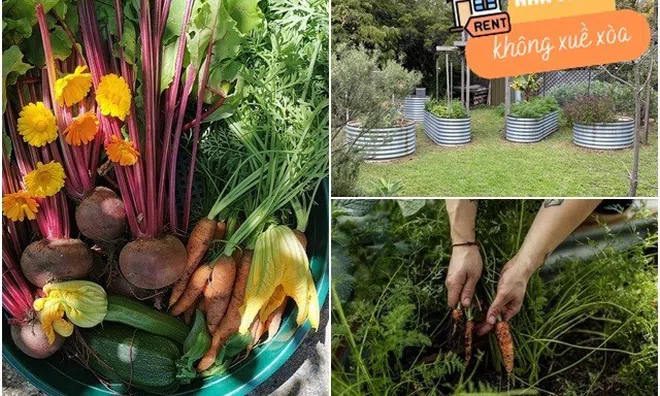 Sống trong nhà thuê, cô gái vẫn tự tay làm vườn, quanh năm rau xanh mướt