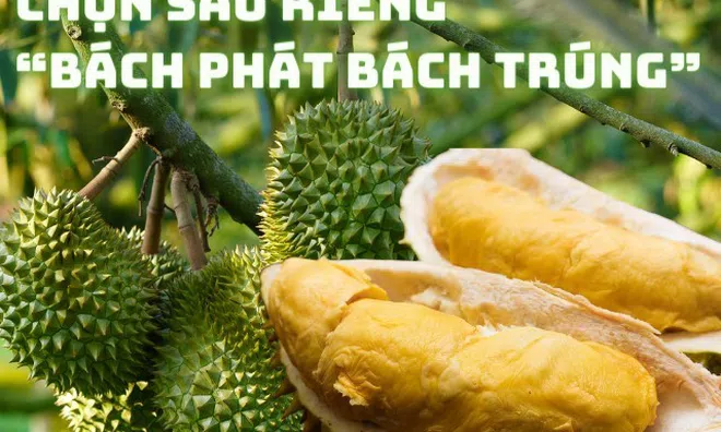 Mua sầu riêng, ghi nhớ 3 mẹo này để chọn quả nào cũng ngon