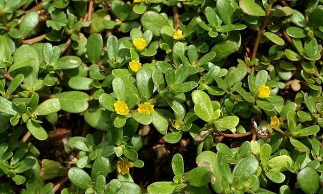 Loại rau xưa cho lợn ăn, giờ thành đặc sản mẹ Việt ưa chuộng trong dịp hè, cứ nấu cháo là trẻ ăn sạch bát