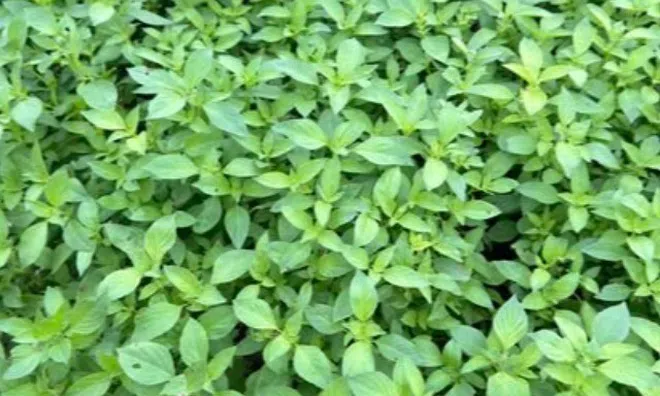 Cây dại ven đường có hương vị lạ, nay thànhh đặc sản được ưa chuộng giá 90.000 đồng/kg, tốt cho sức khoẻ