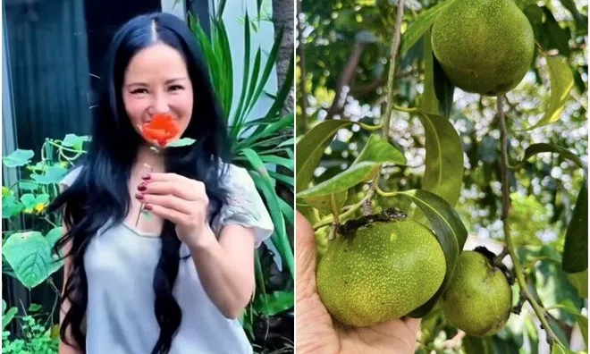 Loại quả 500.000 đồng/kg được diva Hồng Nhung và “phú bà” showbiz trồng trong biệt thự 10.000m2, cực dễ chăm lại hút lộc vào nhà