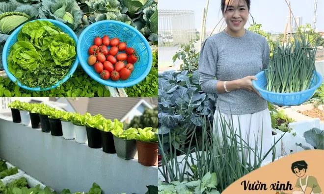 Lo ngại thực phẩm bẩn, mẹ 8X Hà Nội chi 10 triệu biến sân thượng nhà thành khu vườn đẹp xanh không thiếu rau gì
