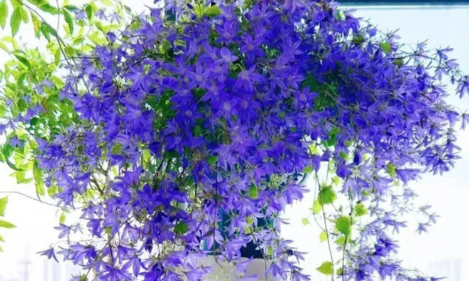 10 loại hoa trồng chậu treo giúp ban công quanh năm ngập sắc, tạo thành thác hoa đẹp mê ly