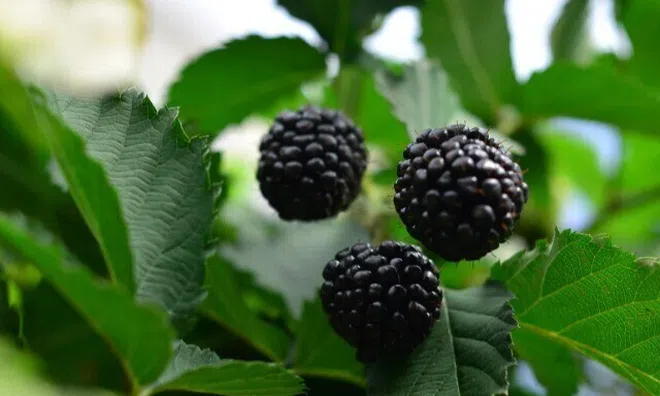 Loại quả đặc sản "tốt nhất thế giới" chỉ có ở Lâm Đồng, trồng một lần thu hoạch nhiều năm, tốt cho sức khoẻ