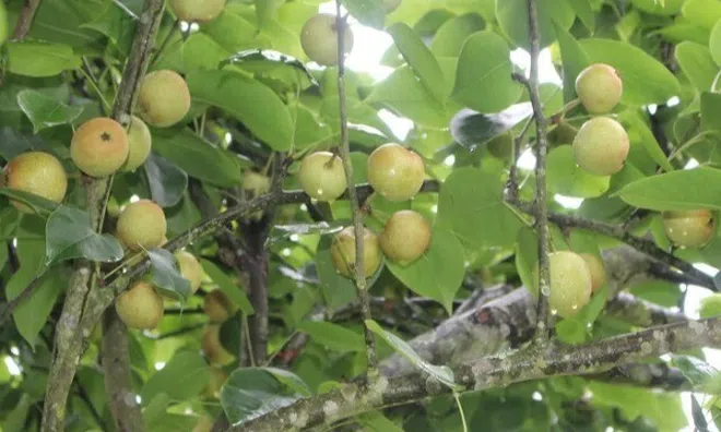 Loại quả “tốt nhất thế giới” chỉ có ở Lào Cai giá 65.000 đ/kg, trồng một lần thu hoạch nhiều năm, thành đặc sản tốt cho sức khỏe