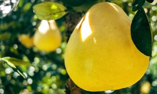 Loại quả "tốt nhất thế giới" chỉ có ở Vĩnh Long, trồng một lần thu hoạch nhiều năm, thành đặc sản tốt cho sức khỏe