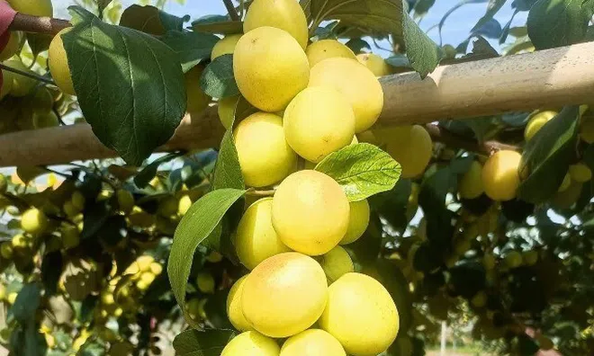 Loại quả "tốt nhất thế giới" có ở Bắc Ninh, trồng một lần thu hoạch nhiều năm, thành đặc sản tốt cho sức khỏe