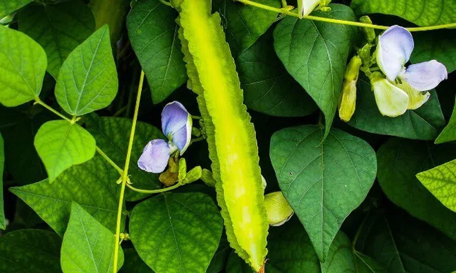 Loại quả xưa mọc bờ rào không ai ngó ngàng, nay được mệnh danh là “vàng xanh”, giá 90.000 đồng/kg, trồng 2 tháng cho thu hoạch