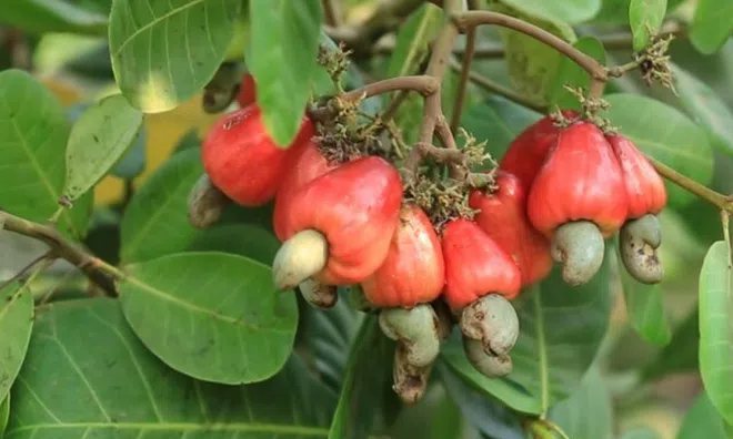 Loại quả "tốt nhất thế giới" có nhiều ở Đồng Nai, trồng một lần thu hoạch nhiều năm, thành đặc sản tốt cho sức khỏe