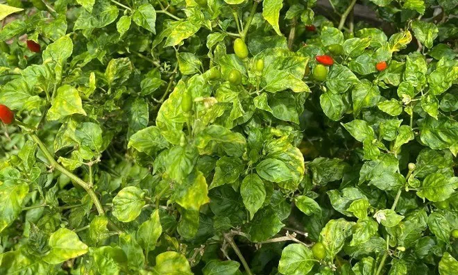 Loại quả "tốt nhất thế giới" chỉ có ở Tuyên Quang, trồng 3 tháng cho thu hoạch, thành đặc sản nổi tiếng tốt cho sức khoẻ