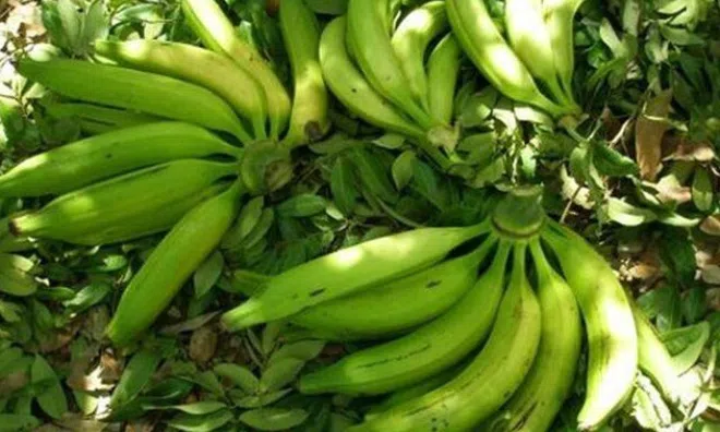 Loại quả "tốt nhất thế giới" chỉ có ở Vĩnh Long, trồng 9 tháng cho thu hoạch, thành đặc sản tốt cho sức khoẻ