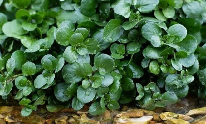 Cây rau được đánh giá "tốt nhất thế giới", Việt Nam trồng bạt ngàn 45 ngày thu hoạch, thành đặc sản tốt cho sức khỏe