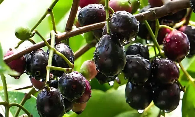 Loại quả mọc bờ rào xưa chín rụng đầy, nay thành đặc sản nổi tiếng tốt cho sức khỏe, trồng một lần thu hoạch nhiều năm