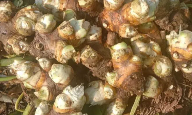 Món xưa "nhà nghèo" ăn đến chán ngán, nay thành đặc sản người thành phố ưa chuộng giá 60.000 đ/kg, tốt cho sức khoẻ