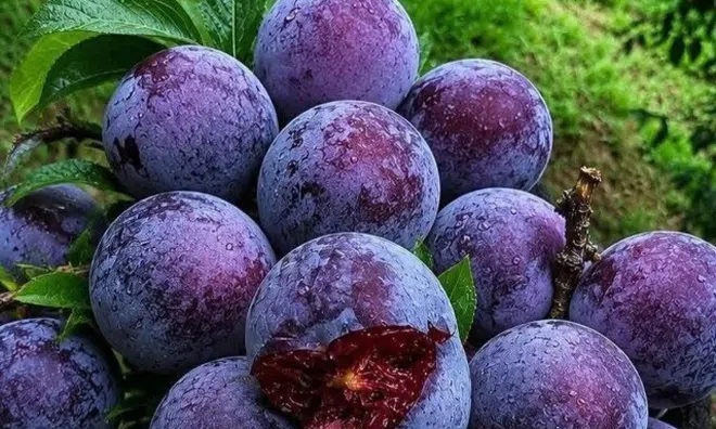 Loại quả đặc sản lọt top tốt trên thế giới chỉ có ở Sơn La, trồng một lần thu hoạch nhiều năm, tốt cho sức khỏe