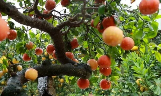 Loại quả lọt top tốt trên thế giới, ở Việt Nam giá rẻ bất ngờ, thành đặc sản được ưa chuộng tốt cho sức khỏe