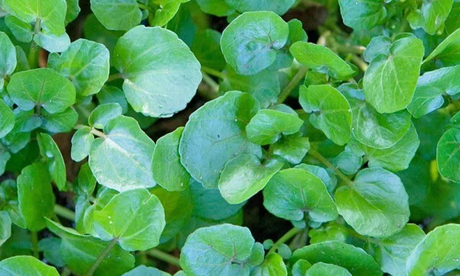 Cây rau nước Mỹ chấm "10 điểm" được bán đầy chợ từ 10.000 đ/kg, trồng 45 ngày cho thu hoạch, thành đặc sản tốt cho sức khỏe