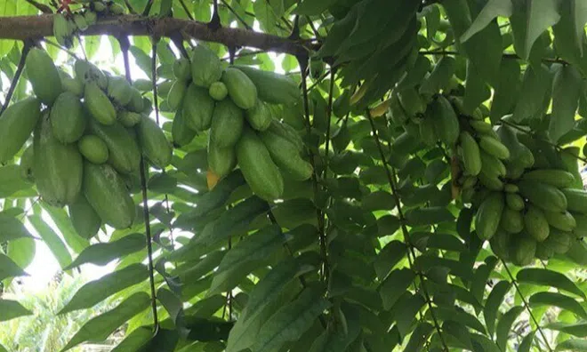 Loại quả xưa chín rụng đầy nay thành đặc sản giá 150.000 đ/kg, trồng một lần thu hoạch nhiều năm, tốt cho sức khỏe