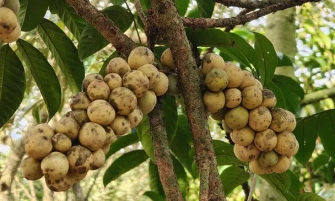 Loại quả xưa chín rụng đầy nay thành đặc sản giá 90.000 đ/kg, trồng một lần thu hoạch nhiều năm, tốt cho sức khỏe