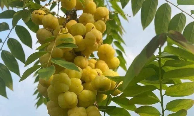 Loại quả xưa chín rụng đầy gốc nay thành đặc sản giá 180.000 đ/kg, trồng một lần thu hoạch nhiều năm, tốt cho sức khỏe