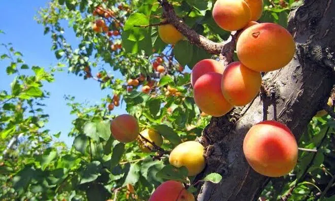 Loại quả xưa chín rụng đầy nay thành đặc sản giá 70.000 đ/kg, trồng một lần thu hoạch nhiều năm, tốt cho sức khỏe