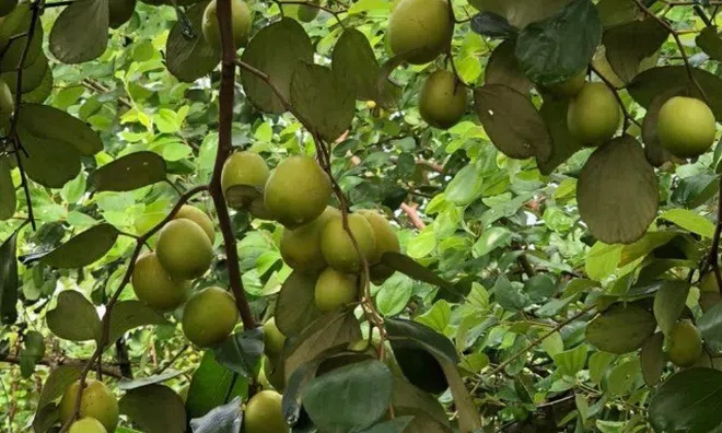 Loại quả tốt trên thế giới có ở Cần Thơ, trồng một lần thu hoạch nhiều năm, thành đặc sản tốt cho sức khỏe