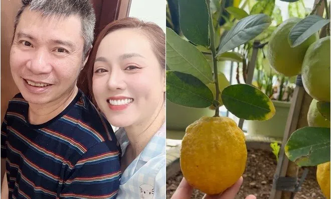 Vợ NSND Công Lý tiếc tiền mãi mới dám mua một cây chanh vàng, nhìn quả sai lúc lỉu vàng ươm mà mê