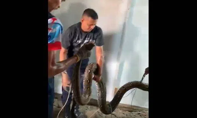Ám ảnh cảnh tượng phá nền phòng ngủ, lôi "hung thần" dài 5 mét từ dưới lòng đất