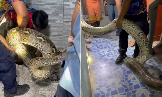 Kinh hãi phát hiện "quái thú" 30kg ẩn náu ngay dưới chân giường ngủ của các nữ sinh