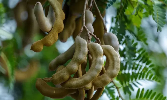 Quả me: Loại quả dân dã giàu dinh dưỡng, tốt cho tim mạch và hệ tiêu hóa