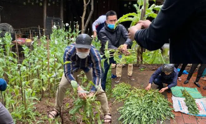 Hà Nội: Một hộ dân trồng cây anh túc trong vườn nhà để ... ngâm rượu