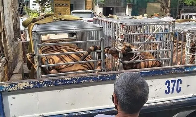 Nghệ An: Phát hiện một số cơ sở nuôi nhốt trái phép 17 con hổ