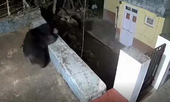 Clip: Cuộc hội ngộ "kinh hoàng" giữa báo và gấu đen trong khu dân cư
