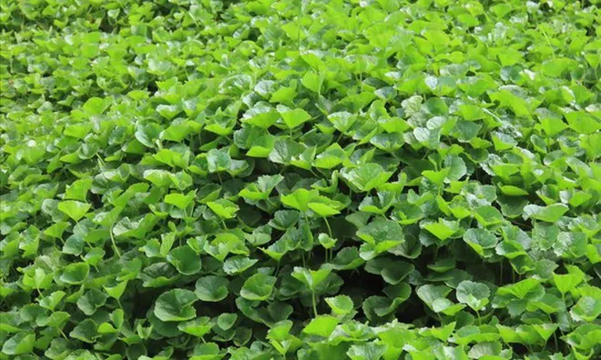 Ăn đúng loại rau này, da sáng lên thấy rõ sau 1 tháng