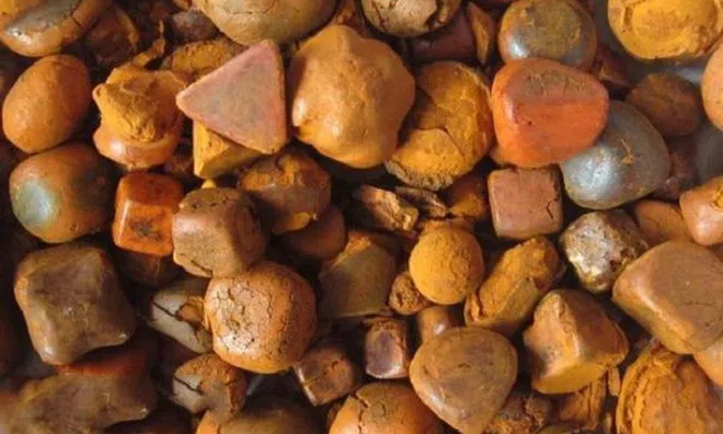 Thứ trong bụng bò có giá 5–7 triệu đồng/gram, đắt hơn vàng: Chỉ 0,2% con bò có, là dược liệu quý hiếm trong Đông y