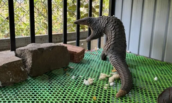 Thấy sinh vật lạ nặng 5kg trong nhà, người dân làm điều ai cũng nên học