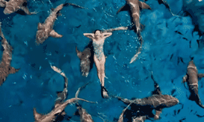 Khoảnh khắc Ánh Viên bơi giữa đàn cá mập ở Maldives