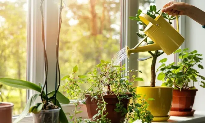 5 loại cây “nhỏ nhưng có võ” giúp phòng ngủ trong lành hơn mỗi đêm