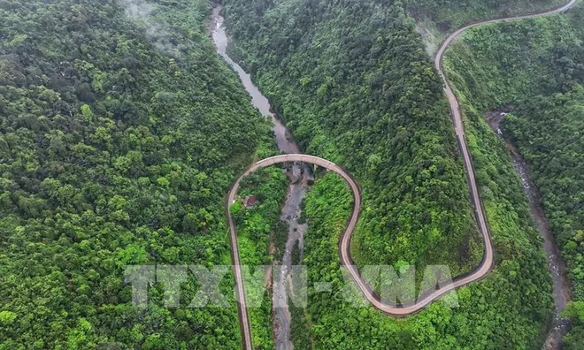 Phát hiện loài hoa tím tuyệt đẹp “me đá Động Châu” trong rừng nguyên sinh Quảng Trị