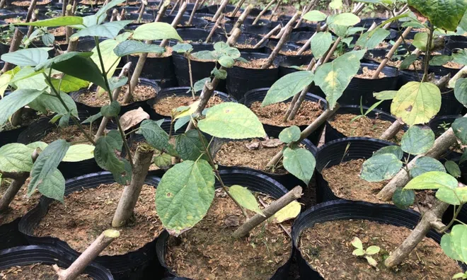 Loài cây mọc hoang ở Thái Nguyên từng bị săn lùng bán sang Trung Quốc, nay được phát hiện có tiềm năng hỗ trợ xương khớp