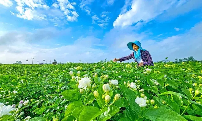 Loài hoa nhỏ tạo nên ngành công nghiệp tỷ USD tại Trung Quốc