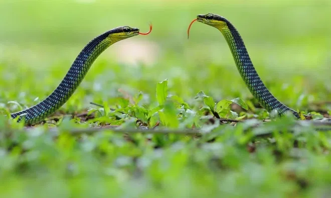 Rắn bò vào nhà: Đừng vội nghĩ đến điềm báo, đây mới là điều gia chủ cần làm