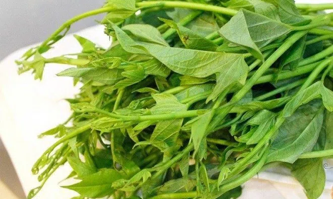 Thứ rau được coi là “rau trường thọ”, giúp thải độc, ở Việt Nam có đầy
