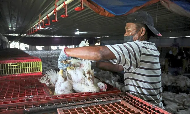 Malaysia báo tin vui cho những người mê cơm gà Singapore