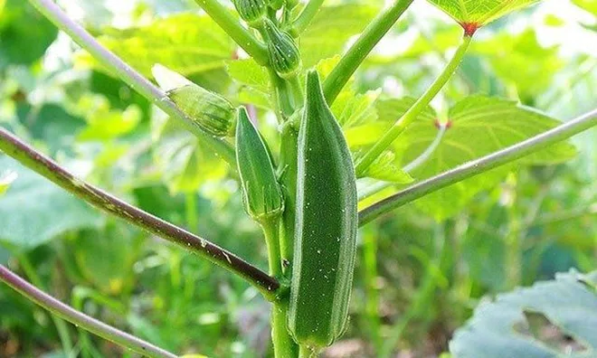 Những ai không nên ăn đậu bắp?