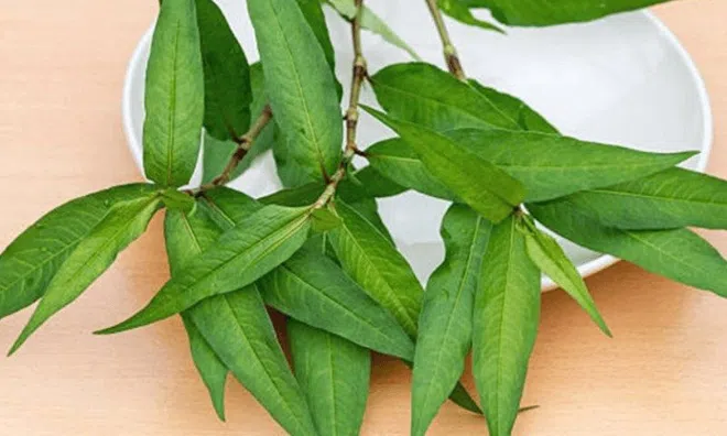 Loại gia vị bị đổ oan ăn nhiều sẽ gây giảm ham muốn, vô sinh lại có tác dụng giải độc