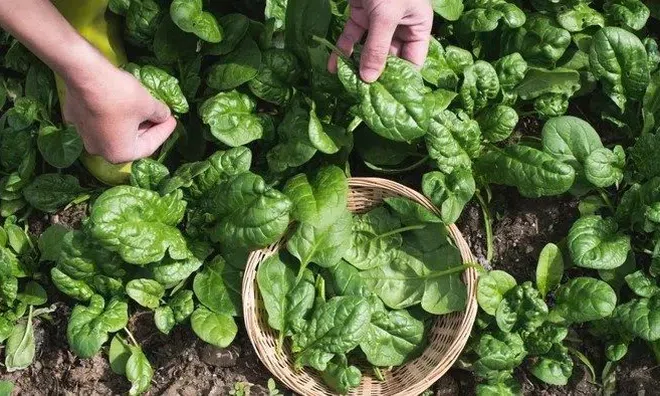 Loại rau nhìn qua tưởng cây dại nhưng được xem là "thần dược"